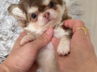 Sizde safkan chihuahua sahibi olmak istiyorsanız