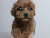 Irk ve sağlık garantili maltipoo bebekler