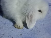 Teddy Lop Tavşan Yavrular