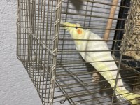 Bir Çift Sultan Papağanı Yumurtası Ve Yavrusu Alındı