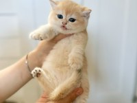Safkan british shorthair golden
