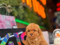 Orjinal Toy Poodle Yavrular