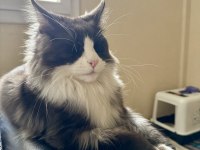 Dev Maine Coon Yavrular Yeni Yuvalarına Hazır