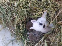 Cüce Ve Lop Tavşan