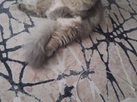 İran Ve British Melezi Sevimli Kızımızı Kalıcı Ev Arıyoruz