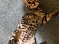 Full Şecereli Bengal Kedisi Yavrular