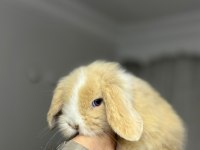 Safkan cüce ve hollanda lop tavşanlar tüm ihtiyaçlarıyla