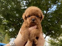 Sevimli Toy Poodle Yavruları