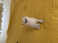 45 Günlük A Kalite Scottish Fold Yavrular