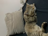 1 yaşında scottish ve tekir kırması kedimiz