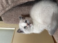 Safkan british bluepoint british shorthair