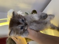 British Shorthair Ve Longhair Yuvarlak Kafa Yavru Kediler