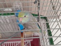 Turkuaz Forpus Papağanı Bebekler