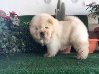 Sevimli Chow Chow Cinsi Yavrular
