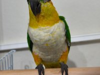 Full Evcil Caique Kayık Papağan