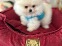 Teacup Ayıcık Pomeranian