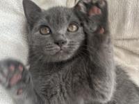 British Shorthair 3 Aylık Dişi Kedimiz