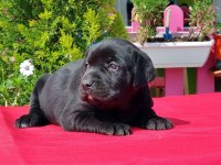 Siyah Labrador Yavru