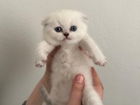 Arslan Parçası Scottish Fold