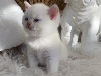 Safkan british shorthair lilac point erkek