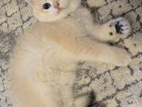 British Shorthair Golden Ny12 Yavrular