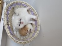 Safkan Pure Persian Show Class Yavrular