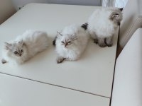 İki Aylık British Longhair Eğitimliler