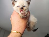 35 Günlük Siyam Kedisi Yavruları