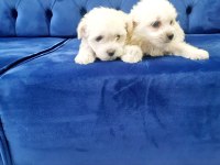 Minyatür Maltese Minnaklarım