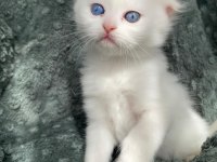 Scottish Fold Ve British Shorthair Yavrularımız