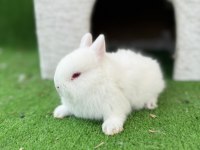 Cüce tavşan yavrularımız gönderim yapılır