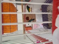 Genç Gokkuşağı İspinozu