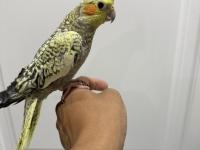 Sultan Papağanı Sahiplendirilir