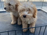 Apricot Poodle Uygun