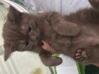 3 Aylık Oyuncu Has Safkan Yavru Kediler