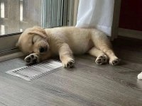 Sevimli Golden Retriever 2 Aylık Köpekler