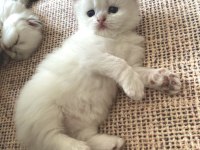 5 Adet British Yavrularımız