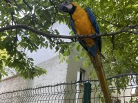 11 Aylık Meraklı Macaw (Acil)