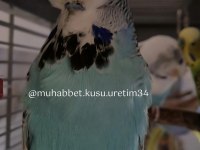 Yavru Konuşturmak İçin Eğitim Verilecek Muhabbet Kuşlar