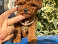 Teacup Ve Toy Poodle