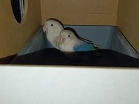 1.5-2 Yaşında Çift Mutasyonlu Cennet Papağanı