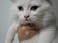 Kendi Kedilerim Acil Sahiplendirilecektir