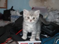 Safkan beyaz british shorthair yavrularımız yeni yuvalarını arıyor!