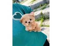 Minnoş Toy Poodle Bebeklerimiz