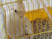 6 Aylık Sultan Papağanı