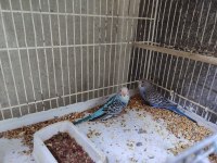 Yavru muhabbet kuşlar