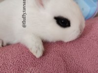 Sürme göz - cüce tavşan hotot