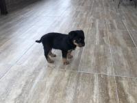 Rottweiler 2 Aylık