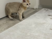 Ny11 Golden British Shorthair