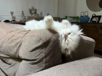 Güzel British Longhair Kızımıza Damat Arıyoruz